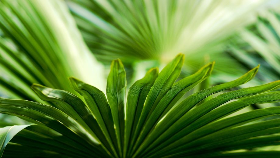 Tropical Leaf Wallpapers Wallpaperboat