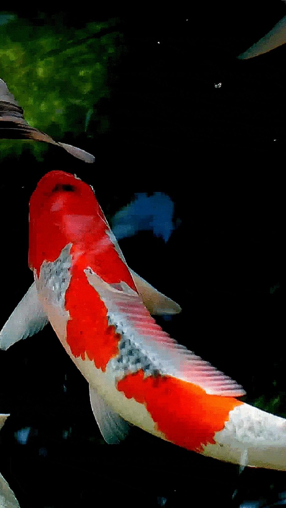 Koi Fish IPhone Wallpapers Wallpaperboat