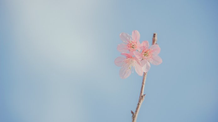 Pink cherry blossoms on a branch against a light blue sky