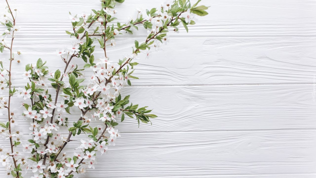Cherry blossom branches on white wood