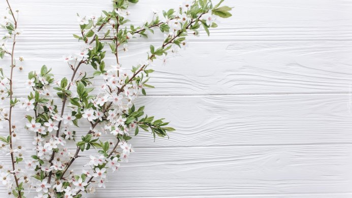 Cherry blossom branches on white wooden background