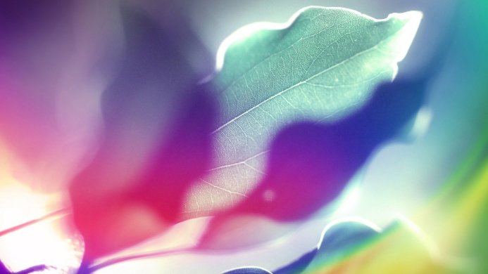 Close up shot of a leaf with vibrant pink, purple, blue, and green colors and blurred background