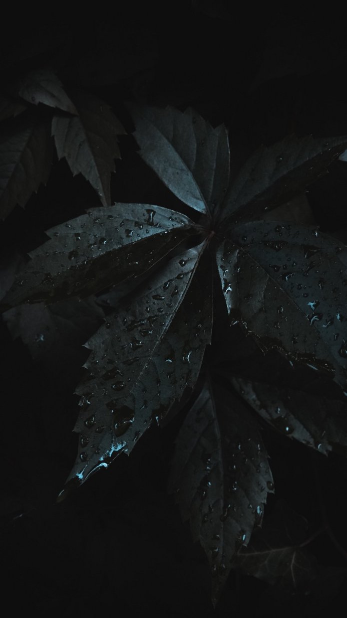 Dark green leaves with water droplets against a black background