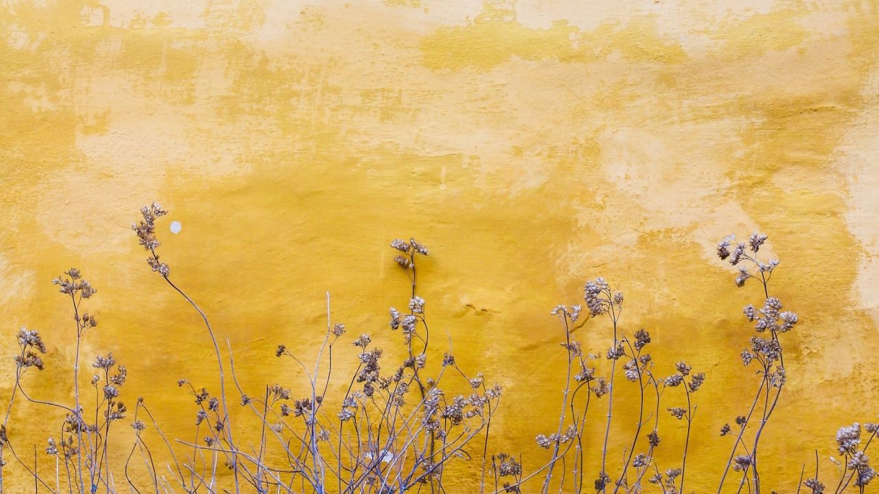 Dried plants against a textured yellow wall