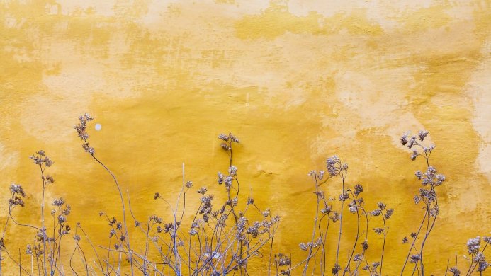Dried flowers against a textured yellow wall backdrop