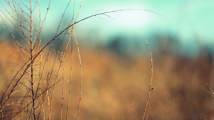 Dry grass stalks in a field, with a blurred background of brown and blue colors