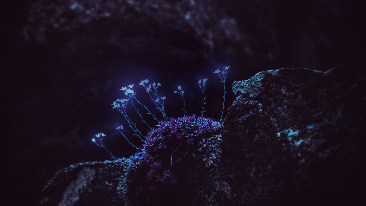 Glowing plants and small flowers on a dark rock