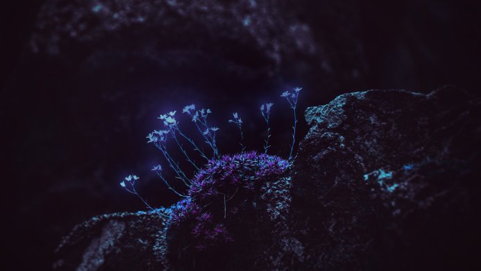 Flowers growing on a rock at night in dark blue and purple colors