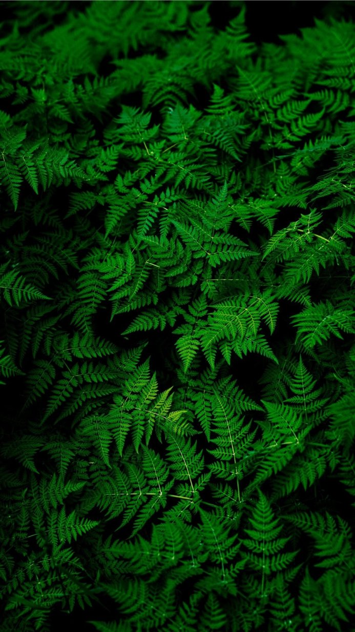 A dense patch of vibrant green ferns filling the frame