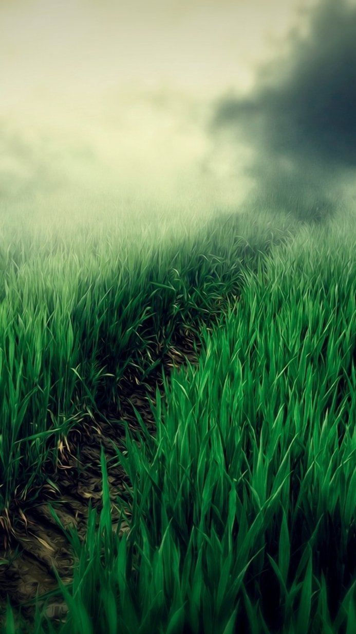 A path through a green grass field under a cloudy sky