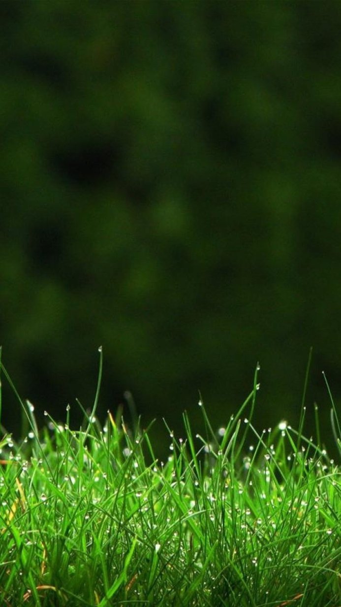 Close-up of green grass with water droplets on blades, dark blurred background