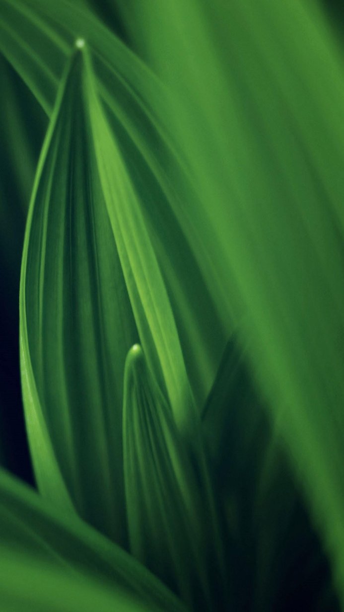 Close-up of green leaves with interesting textures and a dark background