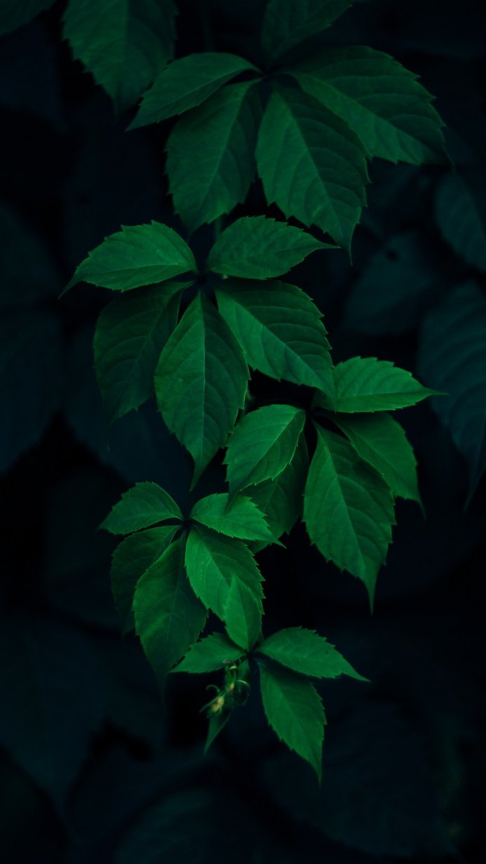 A close-up of green leaves against a dark background
