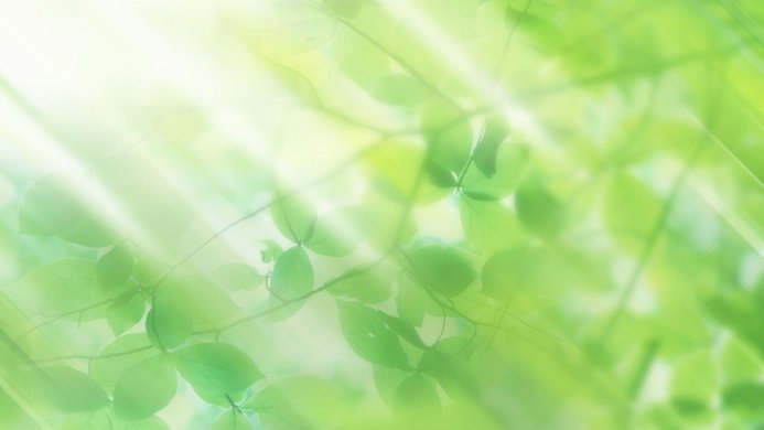 Green leaves with sunlight shining through them