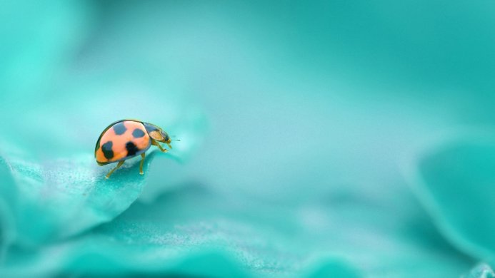Close-up of a ladybug on a turquoise leaf, showing detail and texture