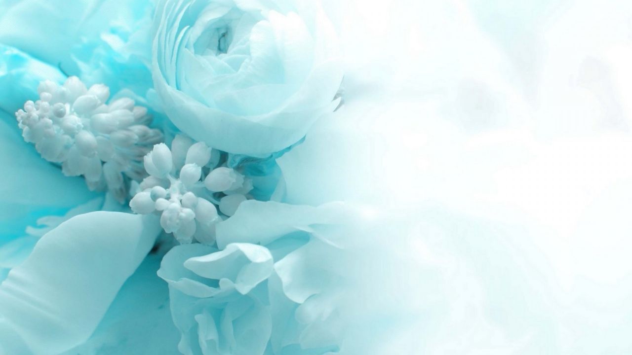 Light blue and white flowers