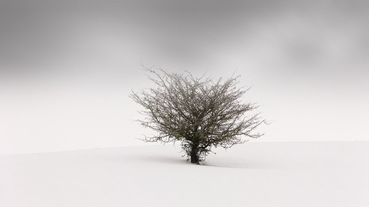 Bare tree in a snowy landscape