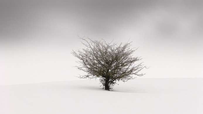 A lone tree stands in a snow-covered field under a grey sky