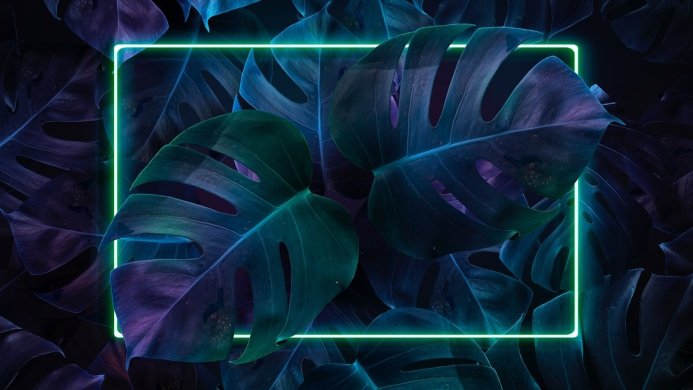 Monstera leaves background with a neon green frame