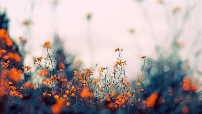 A field of small orange wildflowers with a blurred background