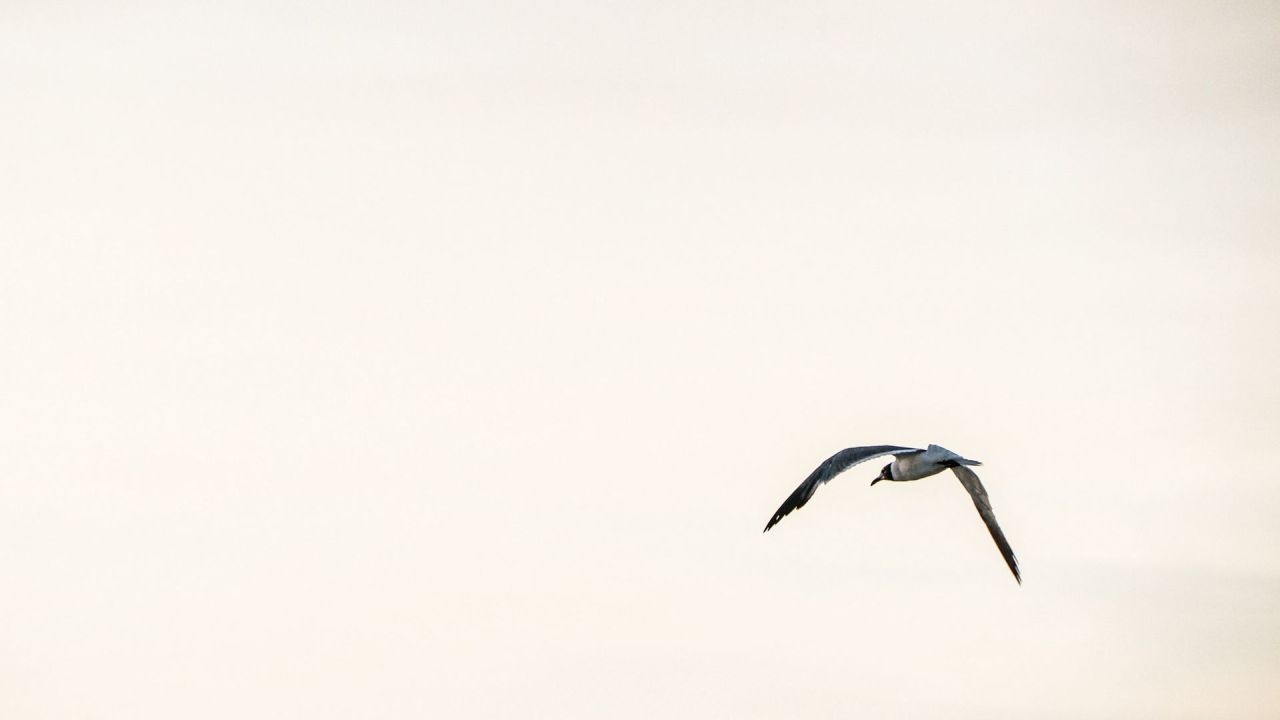 Bird flying across a light sky