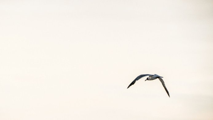A seagull flying in a bright sky with its wings spread
