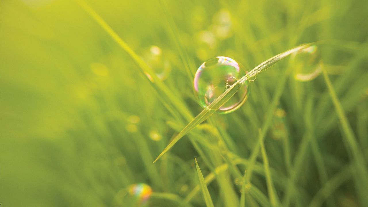 Soap bubble on green grass blade close up
