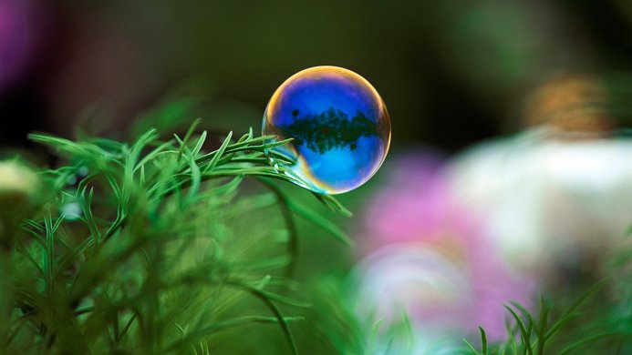 A soap bubble rests on green plant with colors reflecting the surroundings