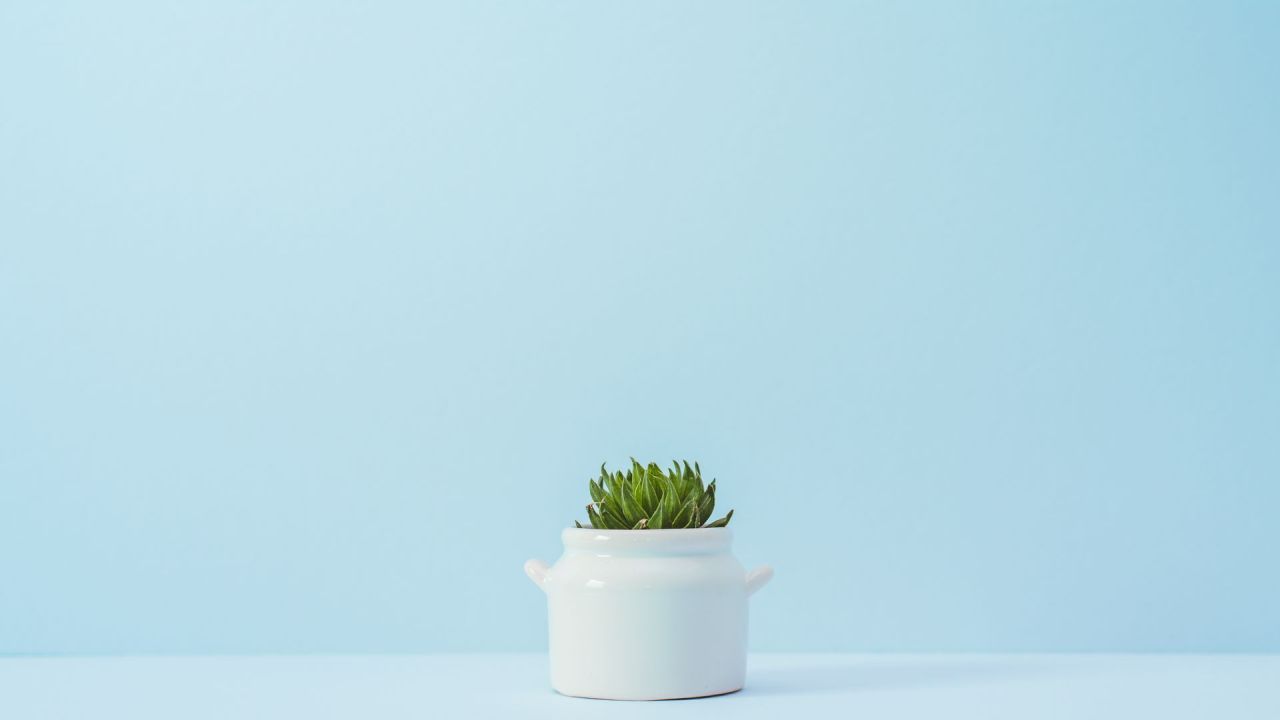 Succulent plant in white pot on blue background