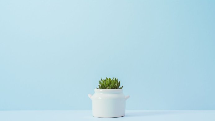 A succulent plant in a white ceramic pot against a light blue background