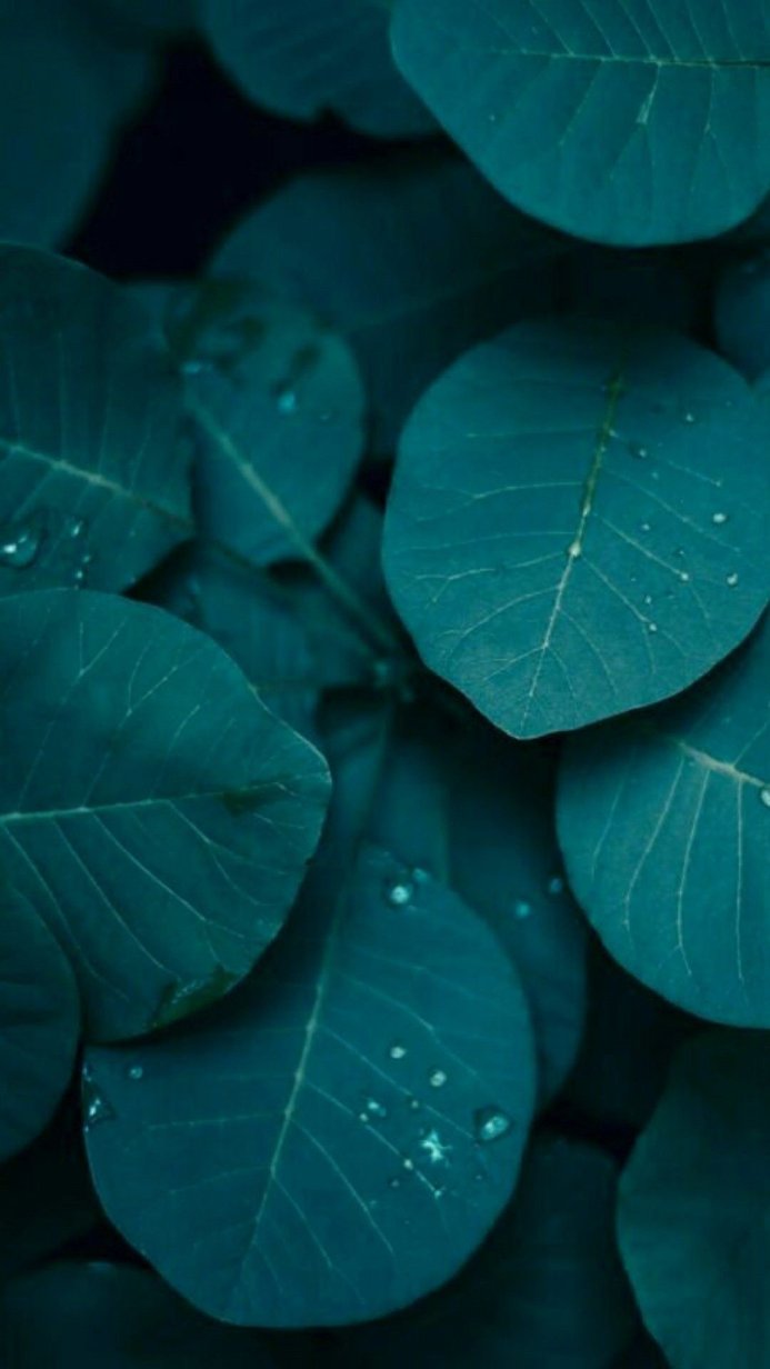 Close up of teal leaves with water droplets