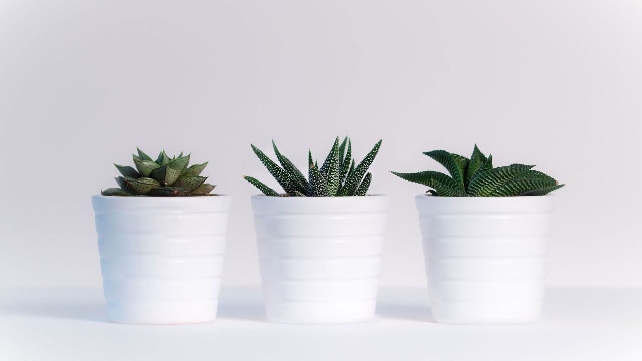 Three succulents in white pots
