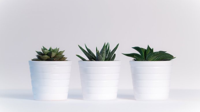 Three succulents in white pots against a white background