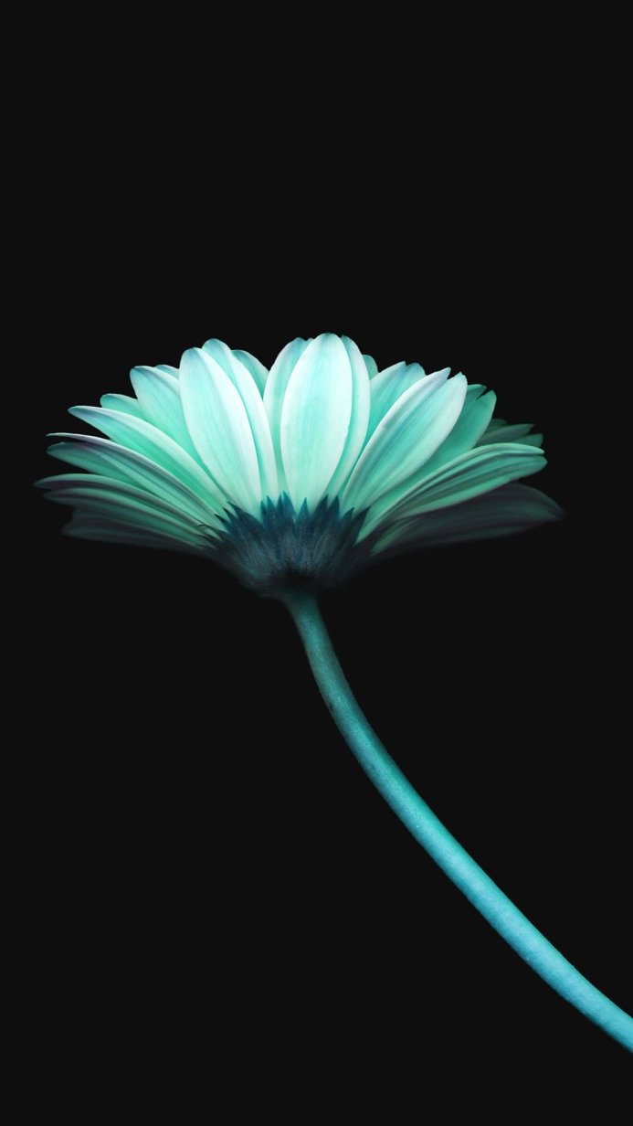 A turquoise gerbera daisy against a stark black background
