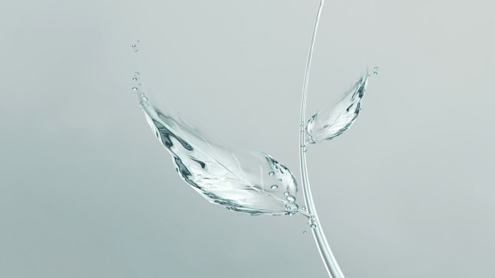 Water leaves on a thin stalk, transparent and light blue