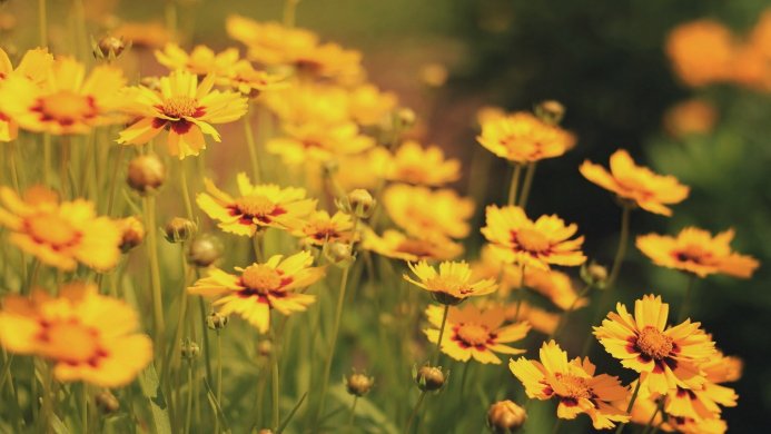 A field of yellow Coreopsis flowers in soft sunlight