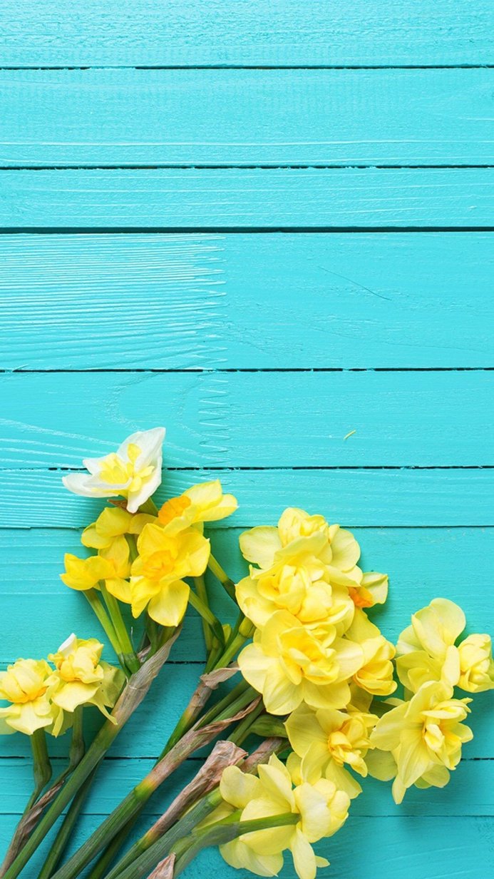 Yellow daffodils on a turquoise wooden background