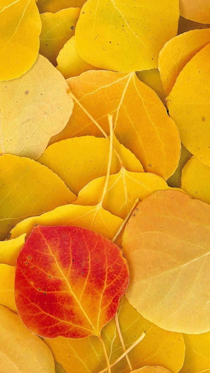 Close-up of yellow and red aspen leaves, showcasing autumn foliage