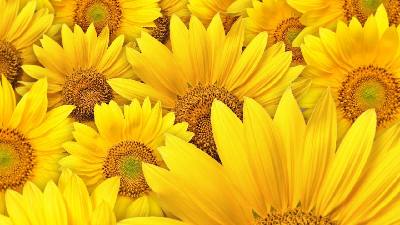 Close up view of bright yellow sunflowers