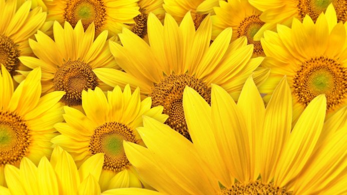 A cluster of vibrant yellow sunflowers filling the frame
