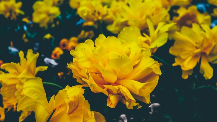 A close-up of bright yellow tulips with dark green leaves in the background