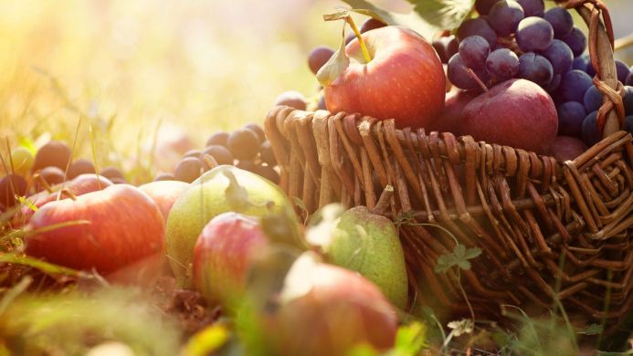 Basket filled with apples and grapes, with pears scattered around, bathed in sunlight