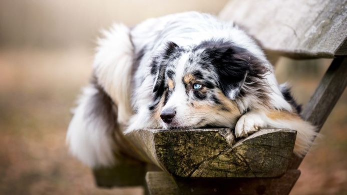 Australian Shepherd dog resting its head on a wooden bench with blurred background