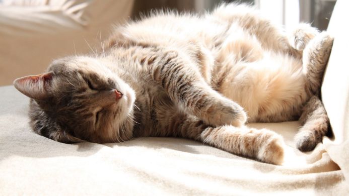 A beige cat sleeps peacefully on a white blanket in sunlight