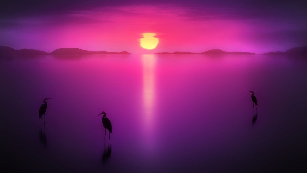 Herons in a lake at sunset
