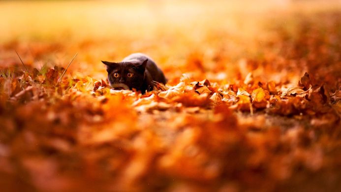 A black cat lies hidden among orange autumn leaves, looking forward with golden eyes