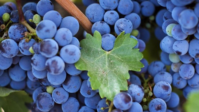A close-up of a bunch of blue grapes with a green leaf and a brown vine