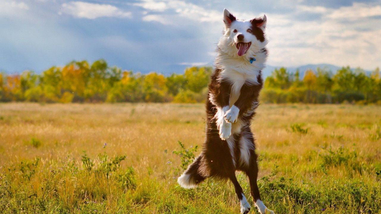 Border Collie jumping in field