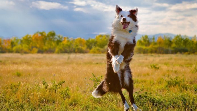 A border collie jumping up in a grassy field with a blue sky and trees in the background