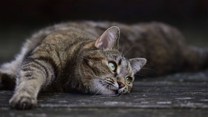 Brown tabby cat lying down with green eyes